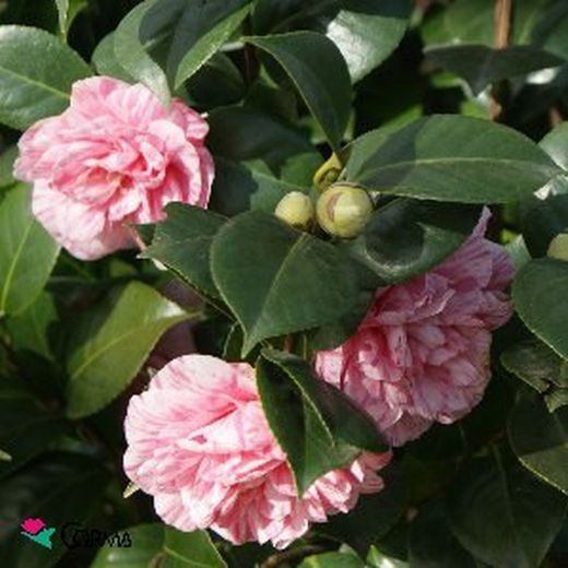 Camellia japonica maceta 5 lt Maceta 5L