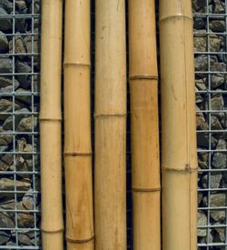 Cañas de bambú decorativas