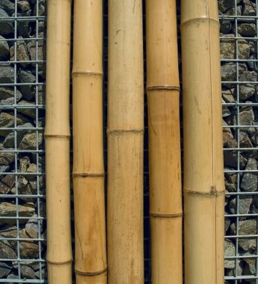 Cañas de bambú decorativas