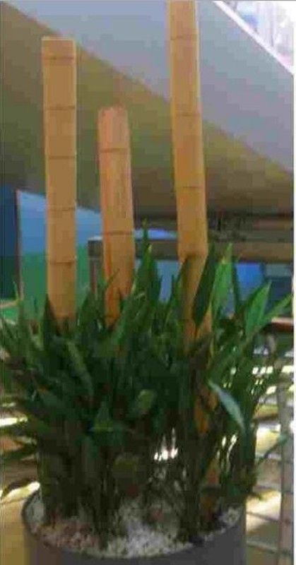 Cañas de bambú decorativas