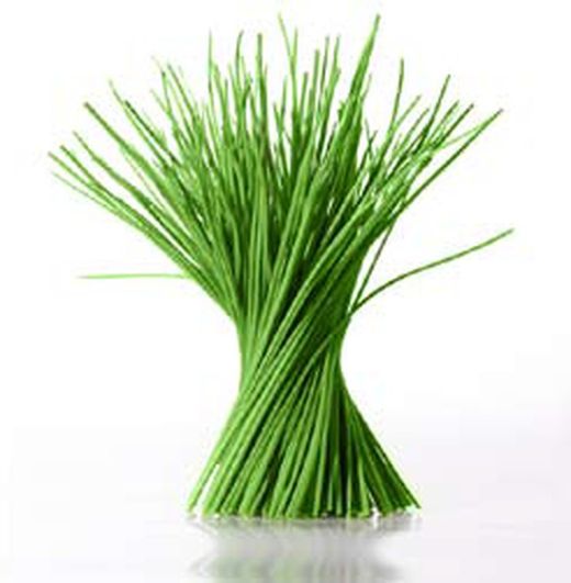 Chive