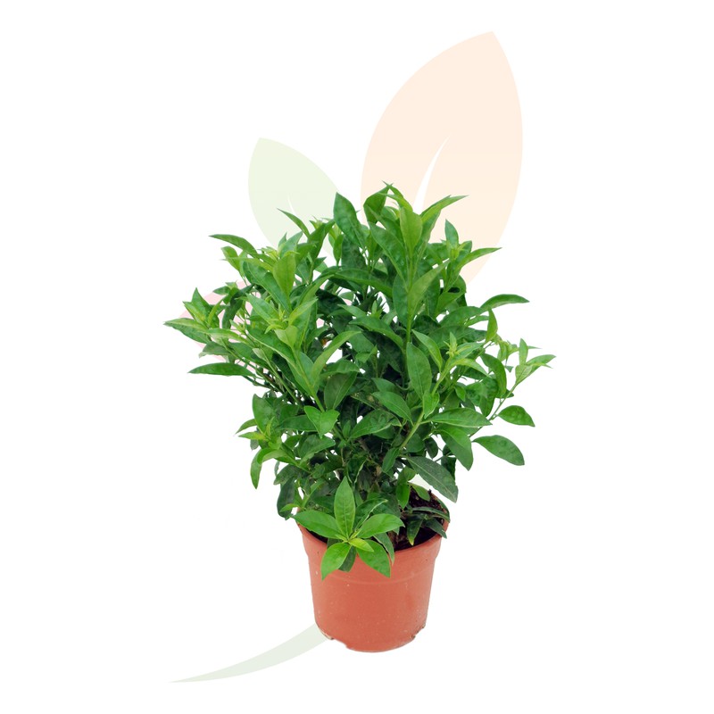 https://media.jardineriadelvalles.com/product/cestrum-nocturnum-galan-de-noche-800x800.jpg