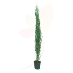Cupressus Sempervirens 120/130 H