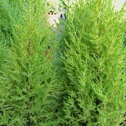 Cipresso - cupressus macrocarpa goldcrest