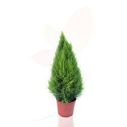 Cipros limon - Cupressus gold crest wilma