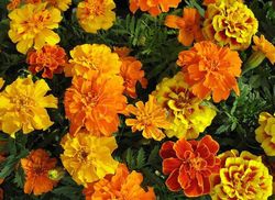 Garofano moresco - Tagete patula