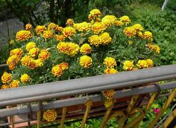 Garofano moresco - Tagete patula