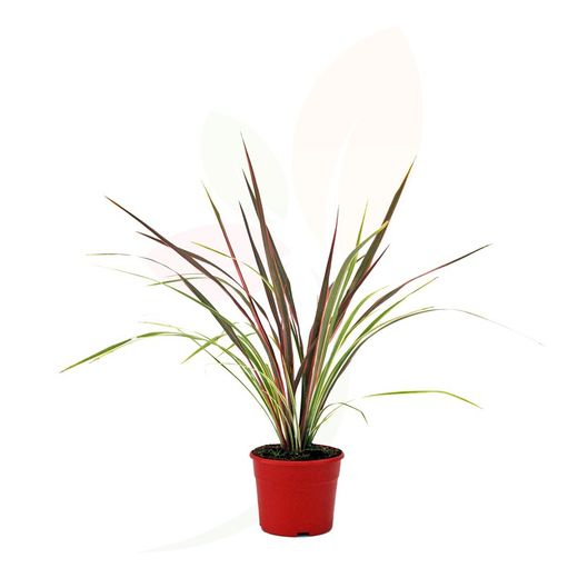 Cordyline kann kann