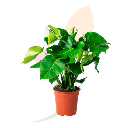 Adams Rippe oder Monstera deliciosa