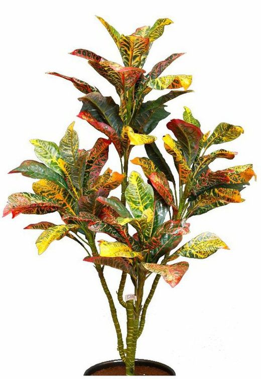 Croton plante artificielle