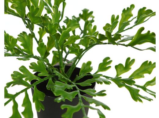 Ahornhorn im Topf 28 cm