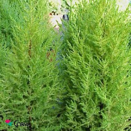 Cupressus macrocarpa 'Goldcrest'