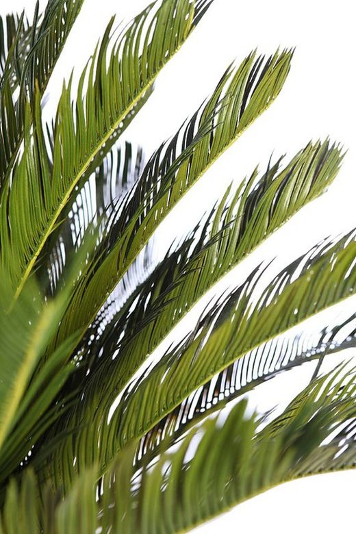 Cyca künstlich 170cm