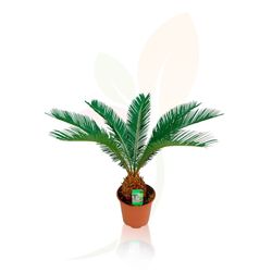 Falsa palmera o Cyca revoluta