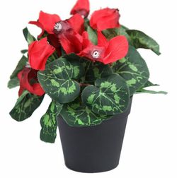 gamme de Cyclamen