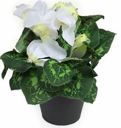 gamme de Cyclamen