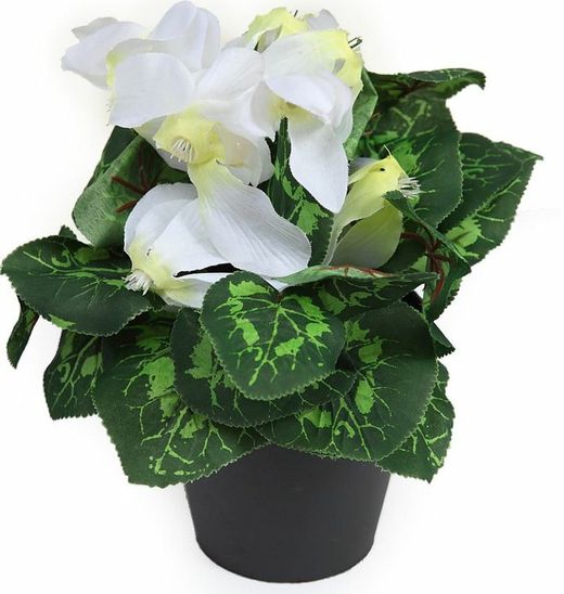 gamme de Cyclamen