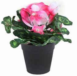 gamme de Cyclamen