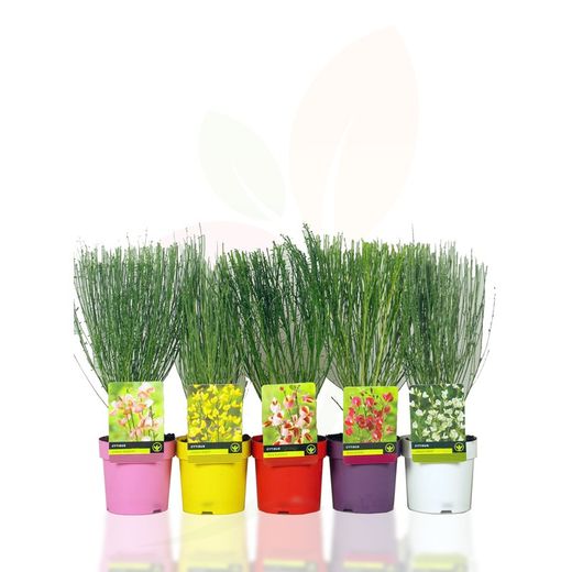 Cytisus Scoparius Mix Colores 30/40 H