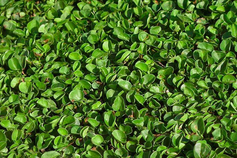 100 stücke/Dichondra Repens rasensamen geld gras hängen dekorative gartenpflanzen tun blumensamen für Hausgarten 