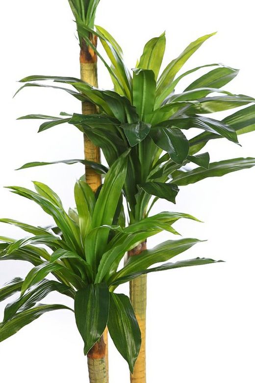 Künstliche Dracena natürliche Note