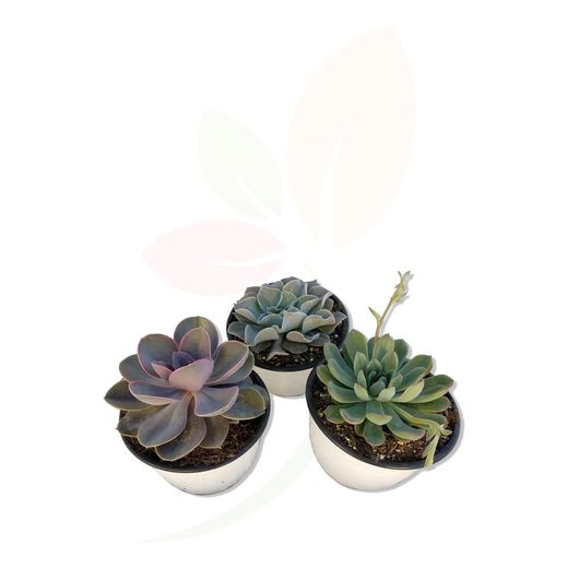 Planta de casa de cacto Echeveria