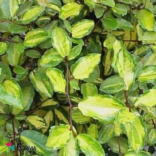 Elaeagnus pungens ' maculata'