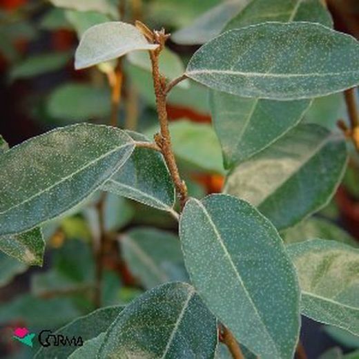 Elaeagnus x ebbingei