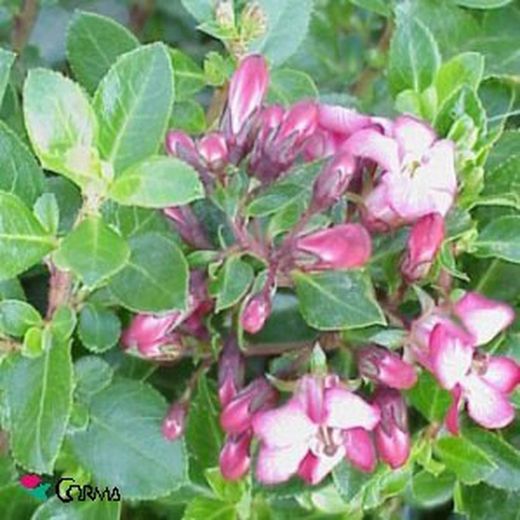 Escallonia 'red dream' Maceta 5L