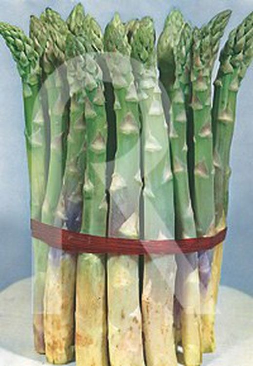 Esparrago Mary Washington verde 3g