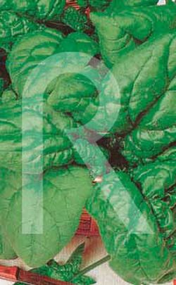Giant winter spinach 250g