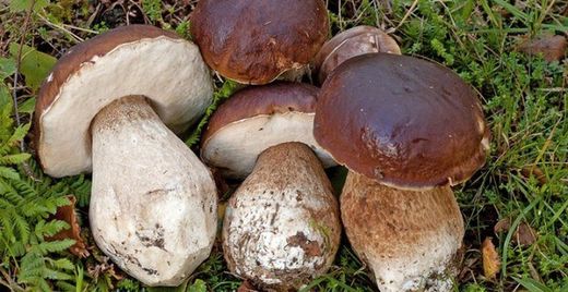 Steinpilzspore (Steinpilze)