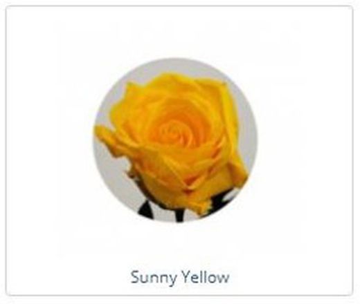 Estuche de Rosa Natural preservada