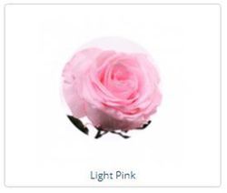 Estuche de Rosa Natural preservada