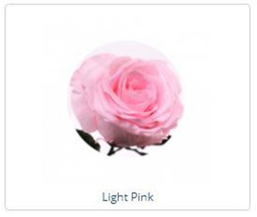 Estuche de Rosa Natural preservada