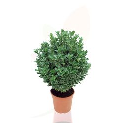 Euonymus japonica albo