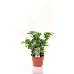 Euonymus japonica aurea