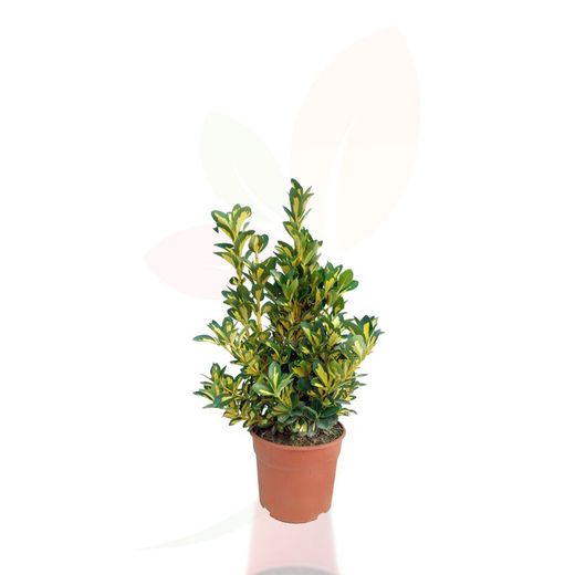Euonymus japonicus moon