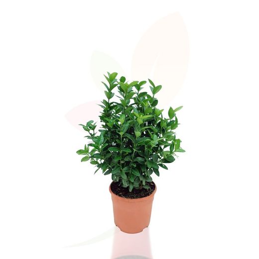 Green euonymus japonicus