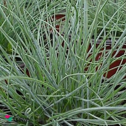 Festuca glauca