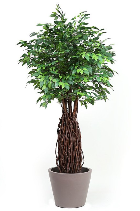 Ficus artificial tronco liana — jardineriadelvalles