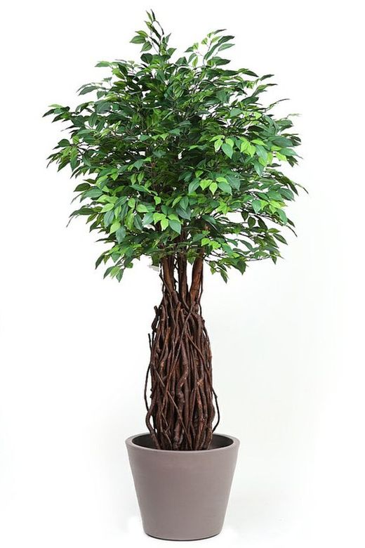 Künstlicher Ficus Liana Stamm