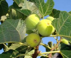 FICUS CARICA FIGUIER BLANC