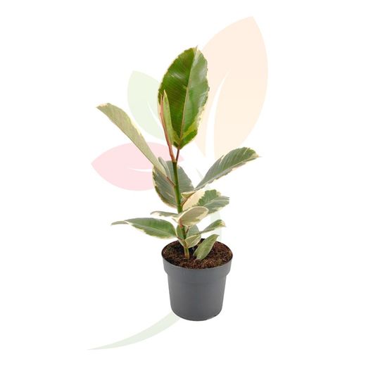 Ficus tineke, Ficus elastica o Arbol de caucho