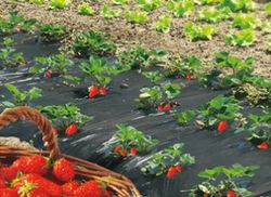 Nortene strawberryfilm cultivation mulching film