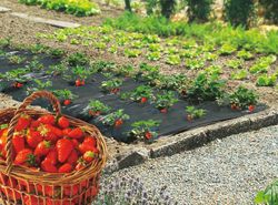 Nortene strawberryfilm cultivation mulching film