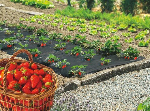 Nortene strawberryfilm cultivation mulching film