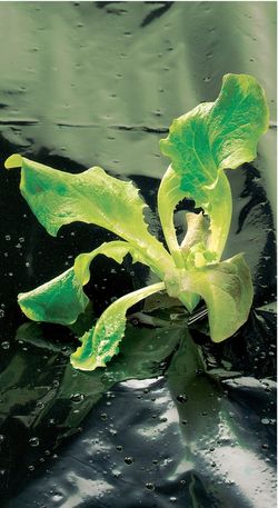Special film growing weeds from the garden, Terrafilm de nortene