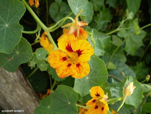 Flor comestible capuchina