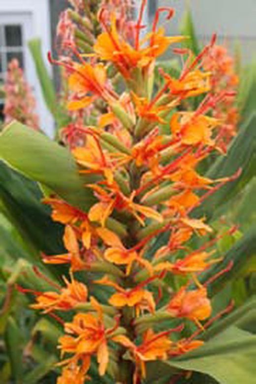 Flor comestible de agastache albaricoque